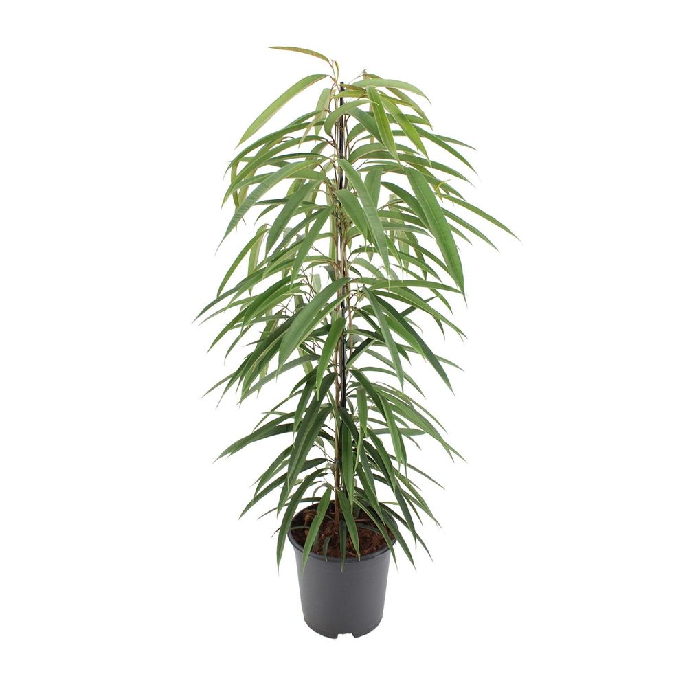 Ficus binnendijkii alii - ø21cm - ↕80cm - plantes d'intérieur