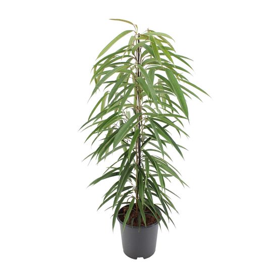 Ficus binnendijkii alii - ø21cm - ↕80cm - plantes d'intérieur