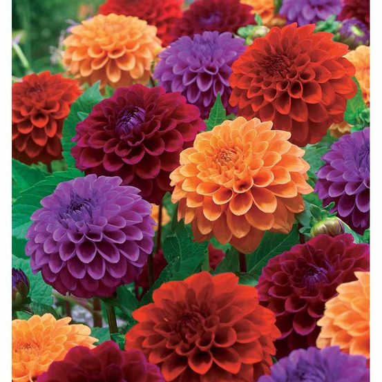 4 dahlias pompons en mélange - le sachet de 4 bulbes, vendu par lot de 4