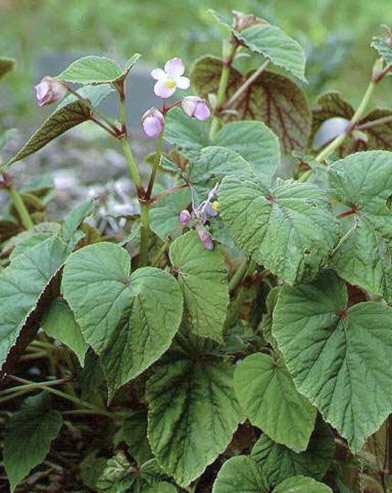 Bégonia rustique godet de 8/9 cm