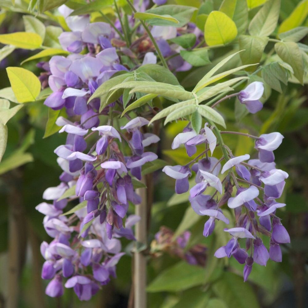 Glycine soyeuse okayama pot de 2l - tuteur bambou 60/90 cm