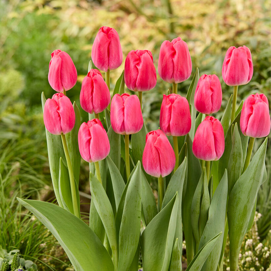 Mélange de 20 - tulipa - bulbes de tulipes - rose - bulbes à fleurs - pousse jusqu'à 45-55 cm