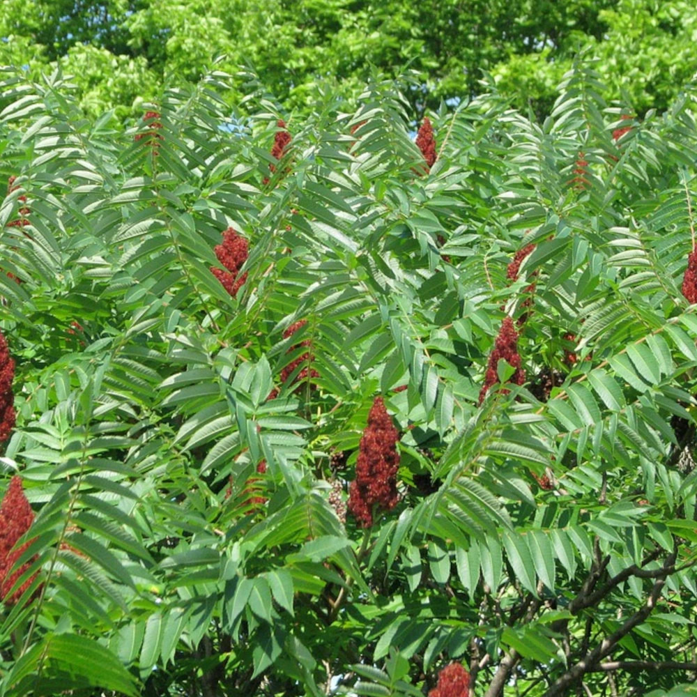 Sumac de virginie, rhus pot de 15l