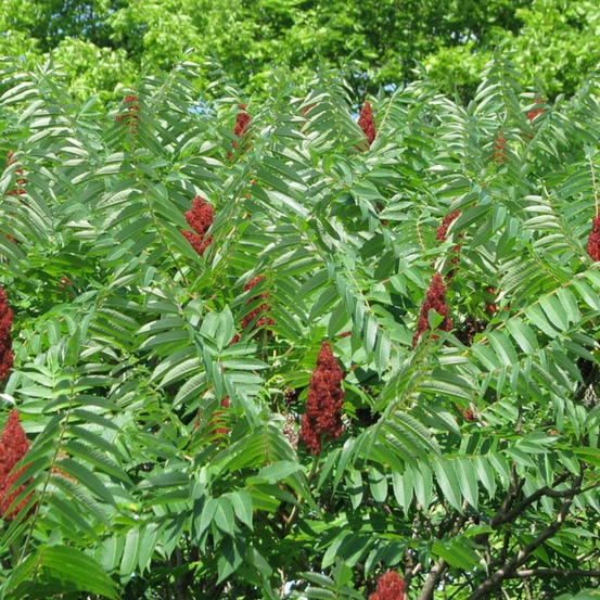 Sumac de virginie, rhus pot de 15l