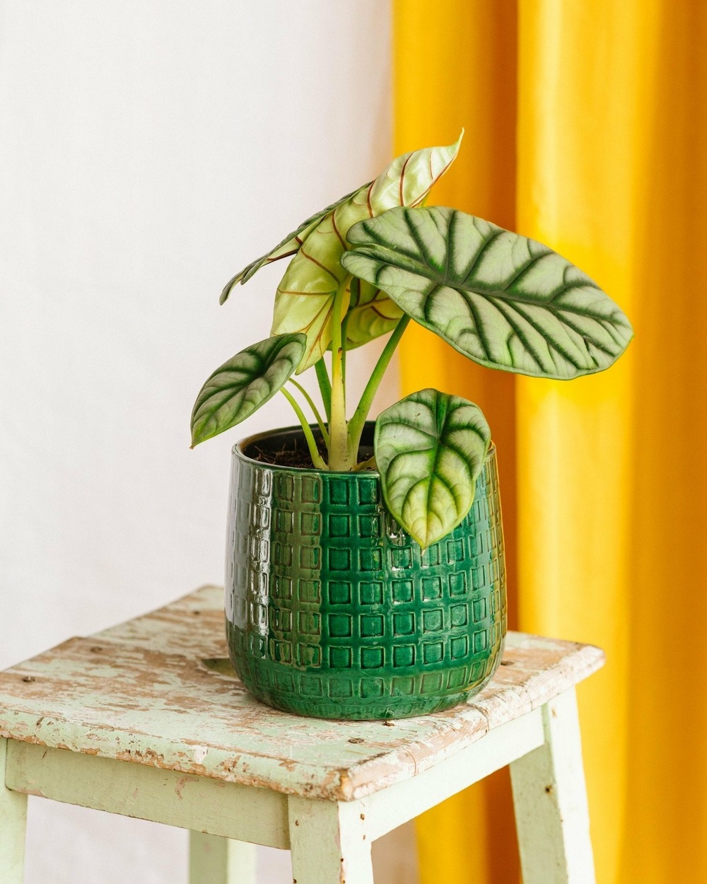 Alocasia dragon scale silver 30cm - plante d'intérieur