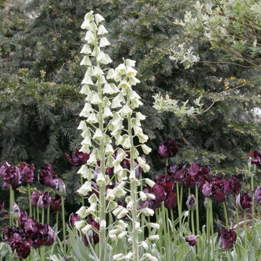 Fritillaire de perse 'ivory bells' bulbe calibre i