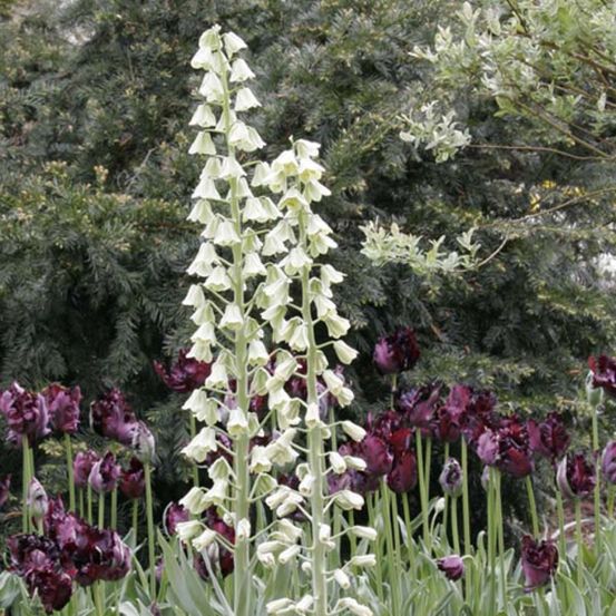 Fritillaire de perse 'ivory bells' bulbe calibre i