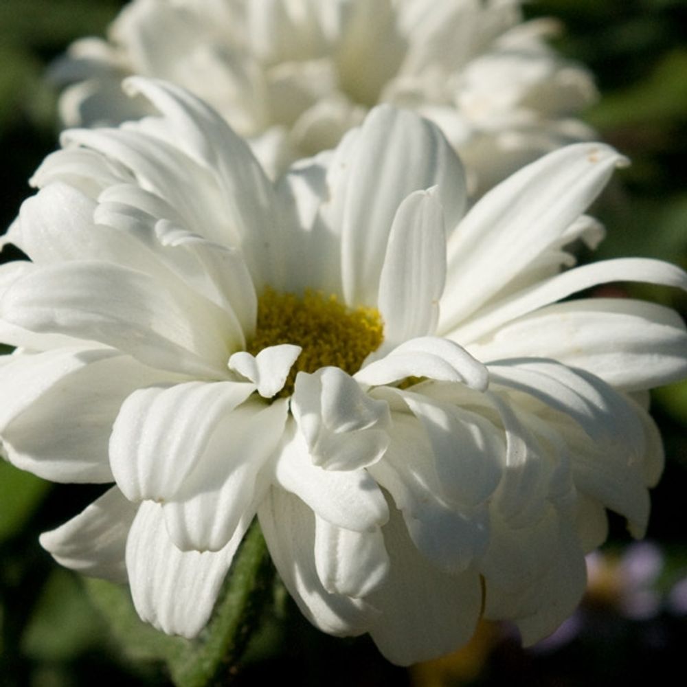 Marguerite 'victorian secret' pot de 2l/3l