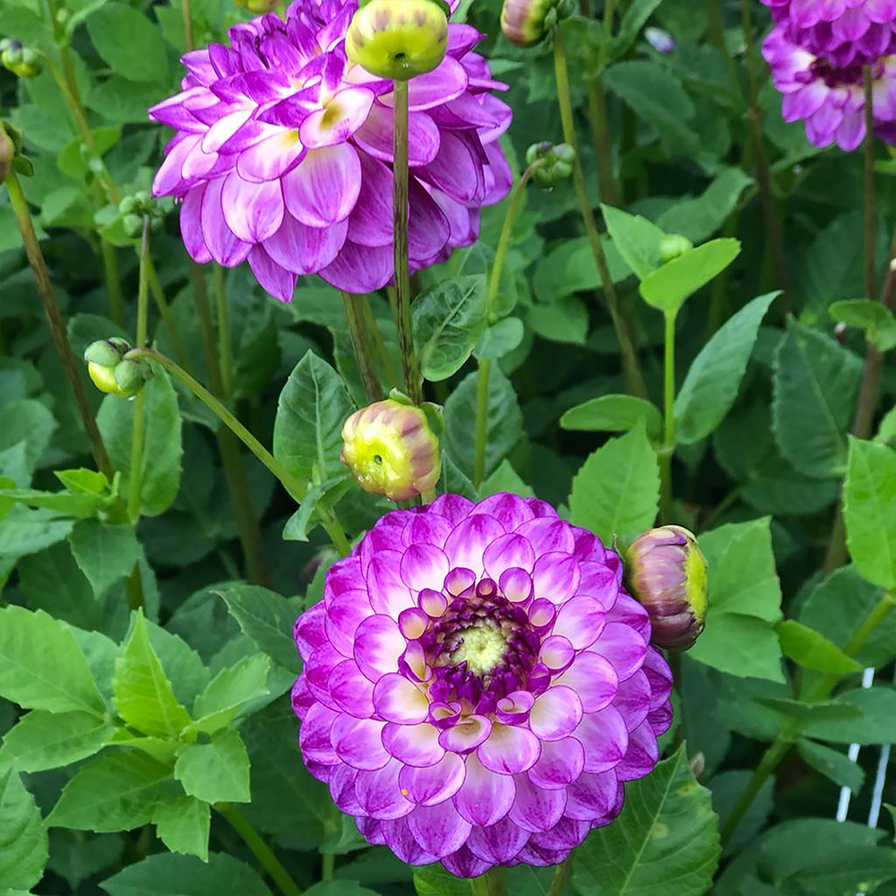 Dahlia balle 'dreaming maid' bulbe calibre i