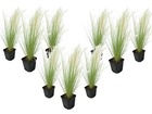 Stipa tenuifolia 'pony tails' - set de 9 herbes stipa 'pony tails' - pot 9cm - hauteur 20-30cm