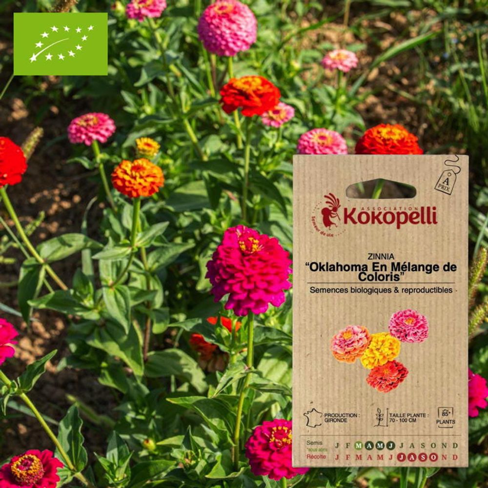 Zinnia oklahoma en mélange de coloris- graines bio à semer