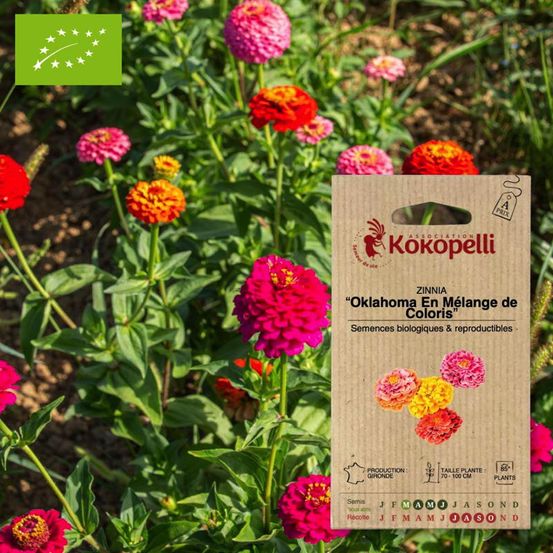 Zinnia oklahoma en mélange de coloris- graines bio à semer