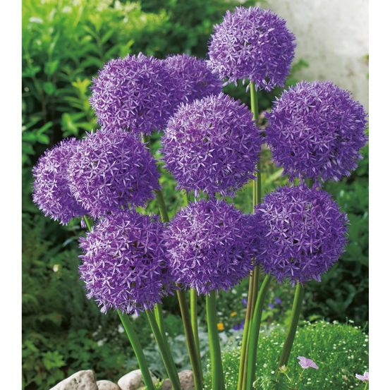 Allium christophii 5 bulbes