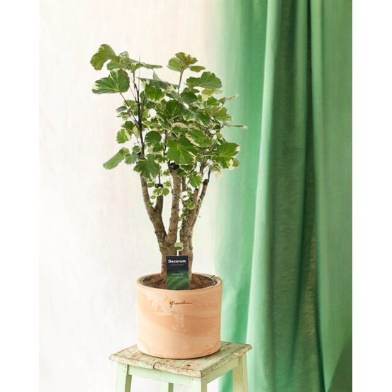 Polyscias balfouriana - h50 cm - ø17 cm
