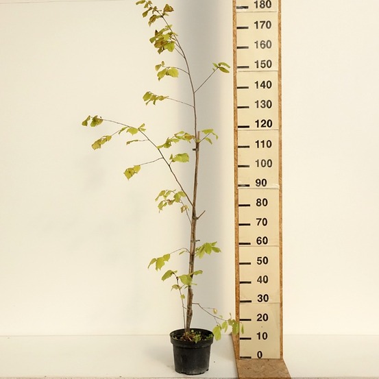 Noisetier de byzance