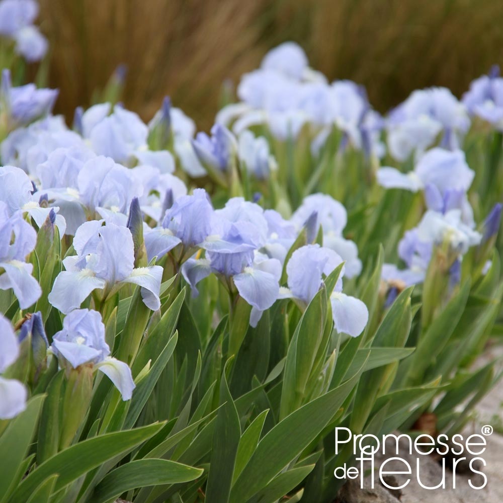 Iris nain 'blue denim' godet de 8/9 cm