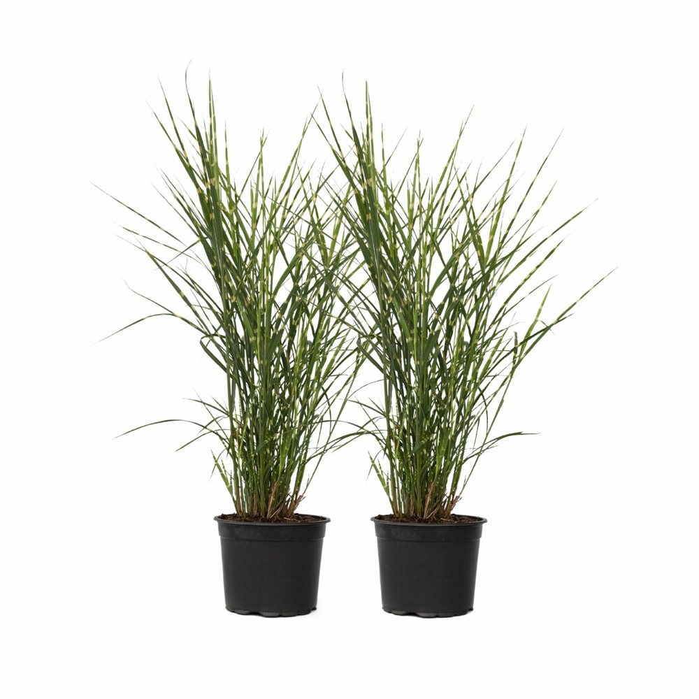Roseau de chine - set de 2 - miscanthus sinensis 'zebrinus' - h20-30cm - ⌀23cm