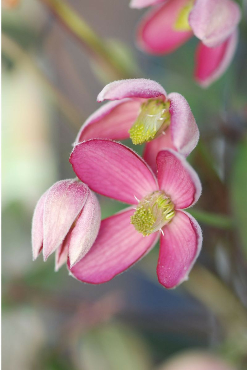 Clématite montana 'van gogh' ? - en pot de 3 litres