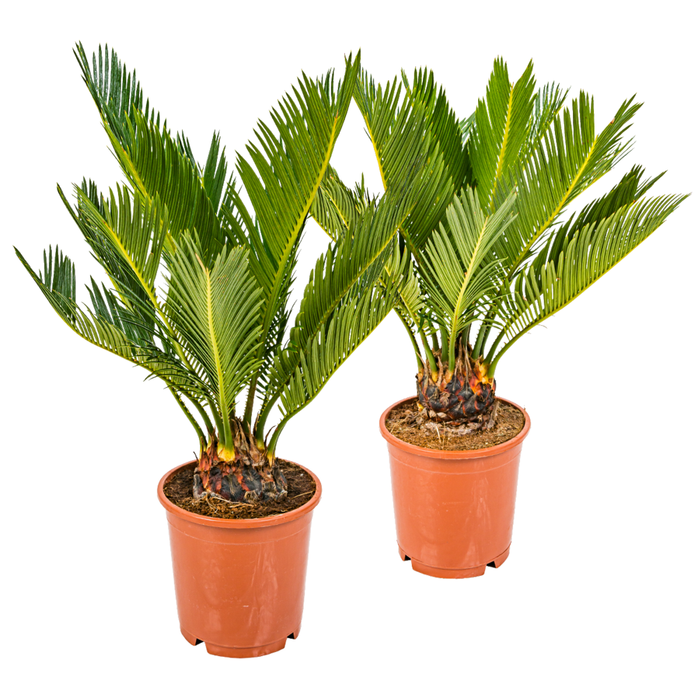 Lot de 2 - cycas revoluta - palmier sagou - palmier d'intérieur - 30-40 cm de haut - pot 12 cm