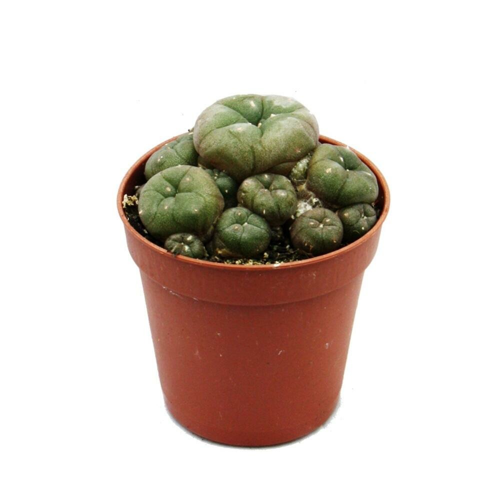Lophophora williamsii - peyote - cactus peyotl - floraison, pot de 5,5cm - ariocarpus williamsii