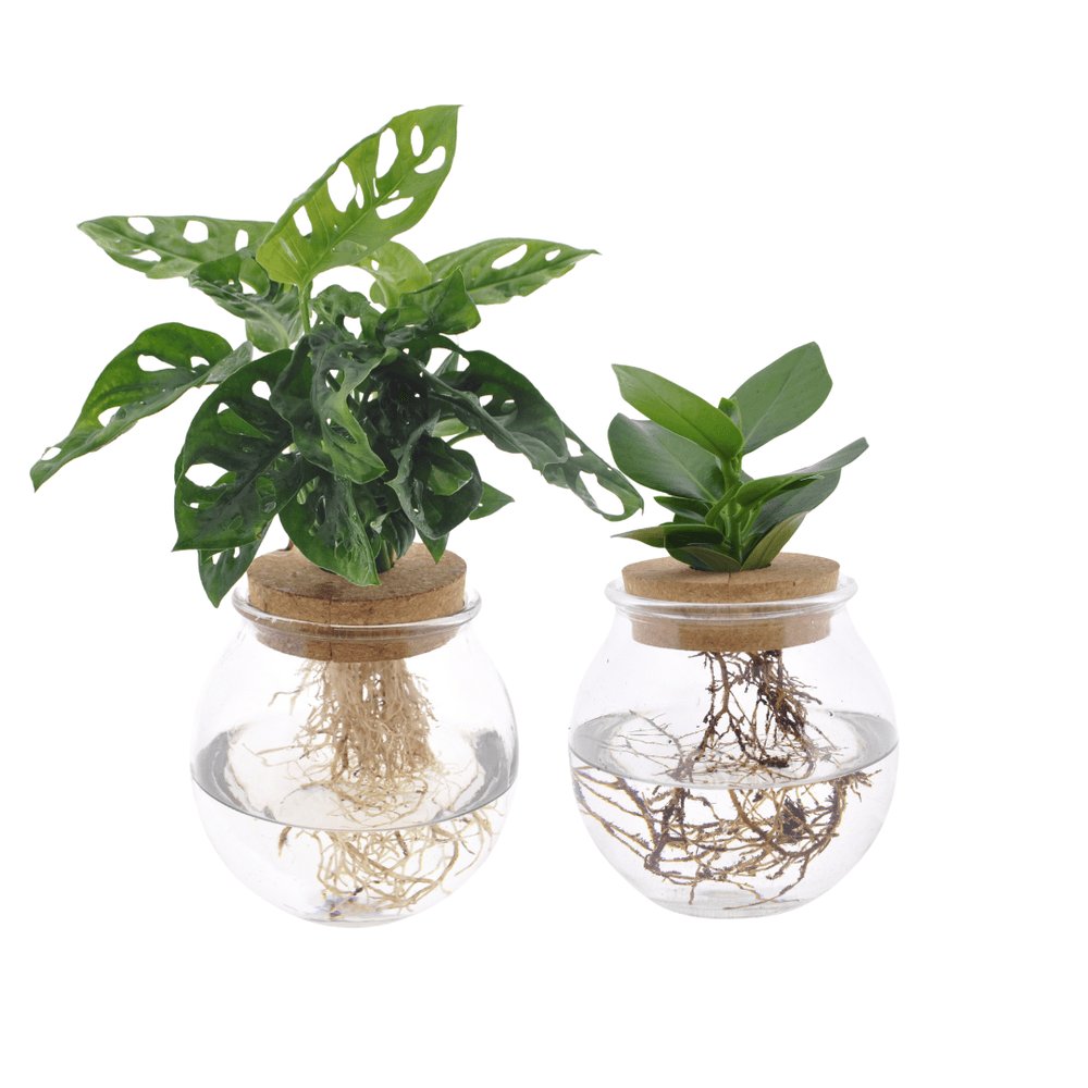 Bolglas duo monstera adansonii/clusia - 2 pièces - ø12cm - ↕30 cm - plantes d'intérieur