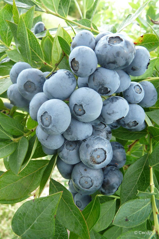 Myrtille 'legacy' - en pot de 1,5 litres