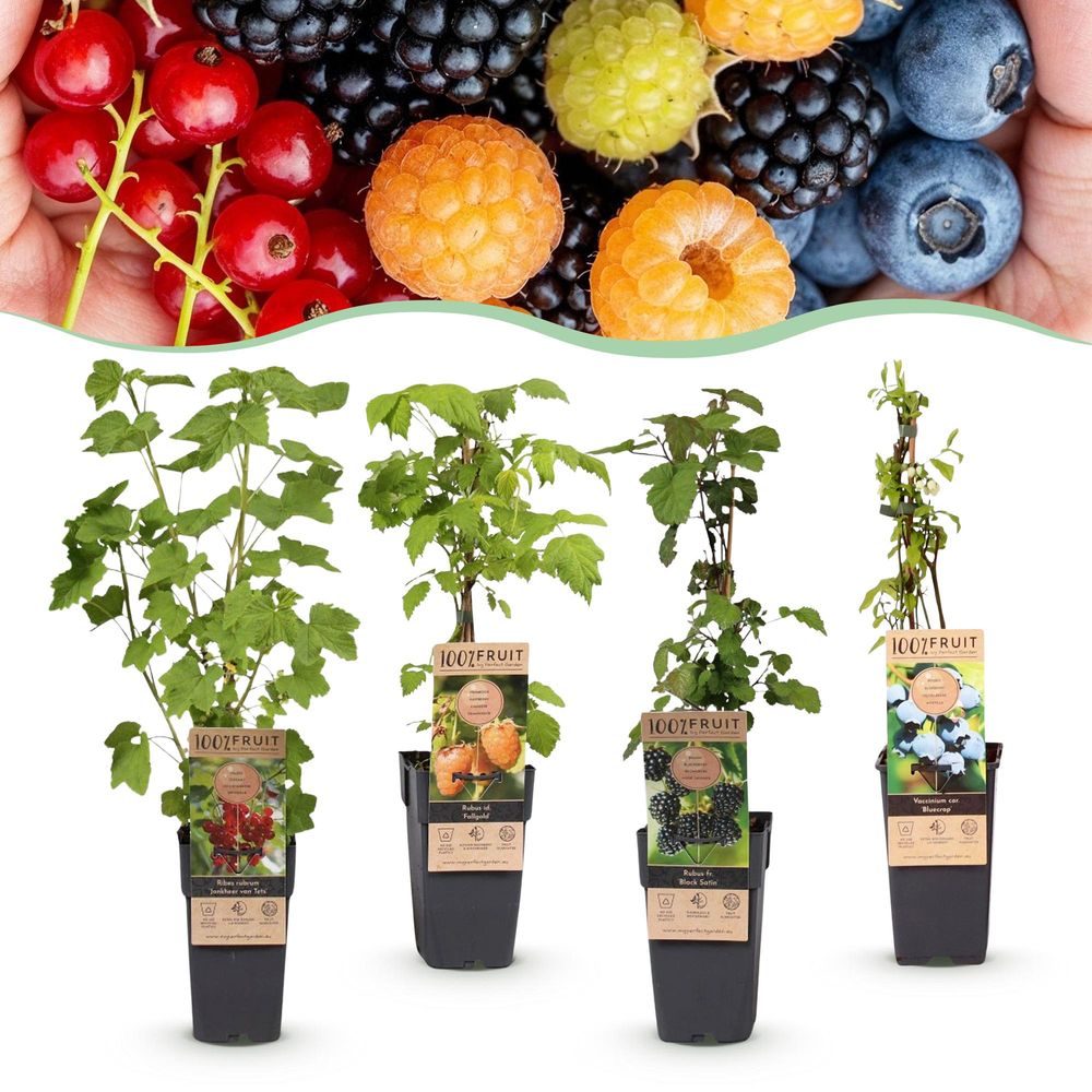 Myrtillier assortiment - pot 15 cm - hauteur 50 cm
