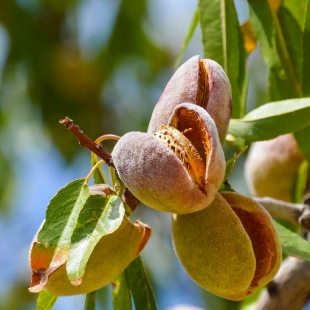 Amandier 'princesse' (prunus dulcis 'princesse')