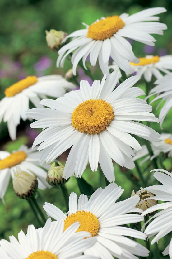 Marguerite etoile d anvers plante vivace - 3 godets