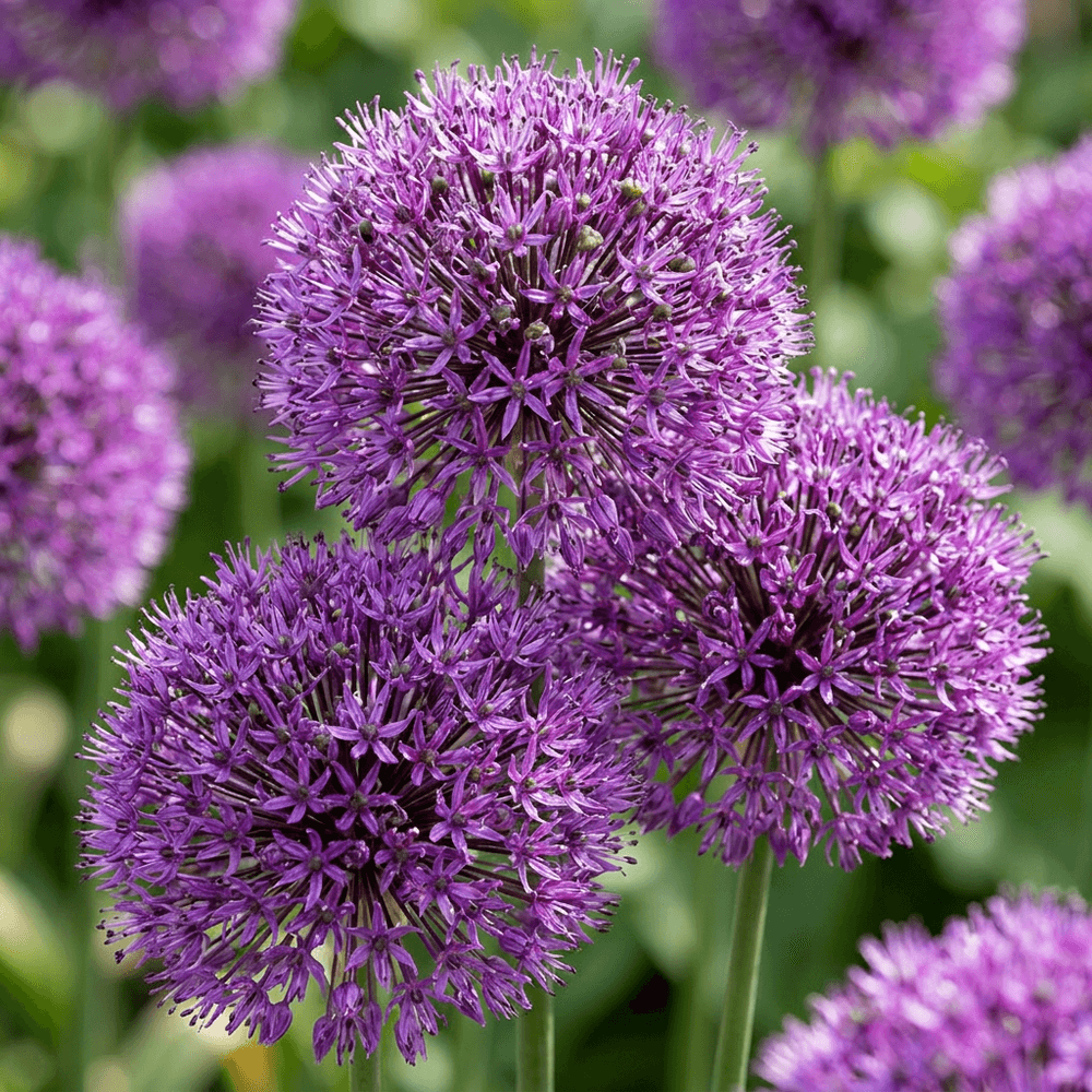 Ail d'ornement 'purple sensation' (allium) - floraison estivale - calibre 10/12 - 30 bulbes