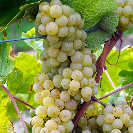 Vigne vinifera apirena bianca pot de 1,5l - tuteur bambou 30/60 cm