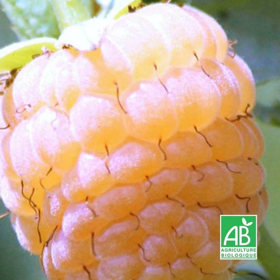 Framboisier Blanc 'Golden Queen' BIO…