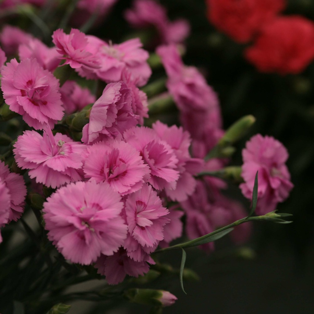 Œillet 'scent first tickled pink' pot de 2l/3l