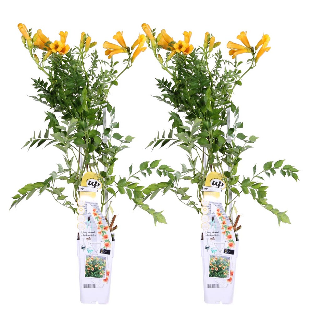 Lot de 2 - campsis radicans 'flava' - bignone jaune - 50-70 cm de haut - pot 15 cm