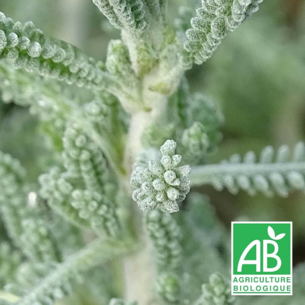 Santoline de corse - sans traitement godet - 5/20 cm