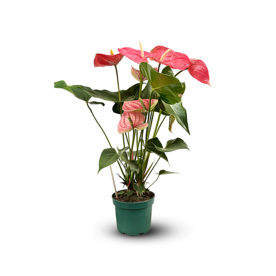 Anthurium rose - plante d'intérieur - ↕ 60-70 cm - ⌀ 17 cm - plante fleurie