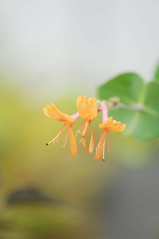 Chèvrefeuille 'gold flame' - en pot de 3 litres