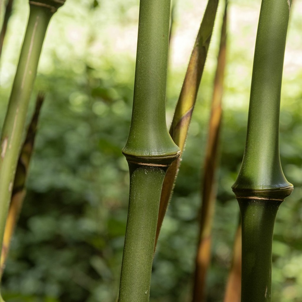 Chimonobambusa 'macrophylla' pot de 12l/15l