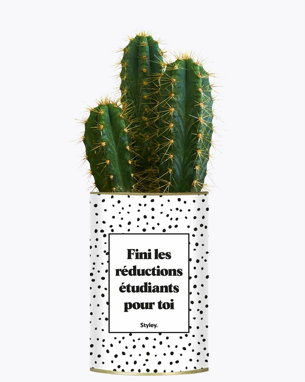 Plante drôle - fini les réductions étudiants pour toi - cactus