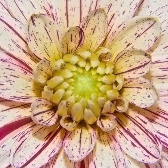 Bulbe de dahlia décoratif mistigris sachet de 1 bulbe