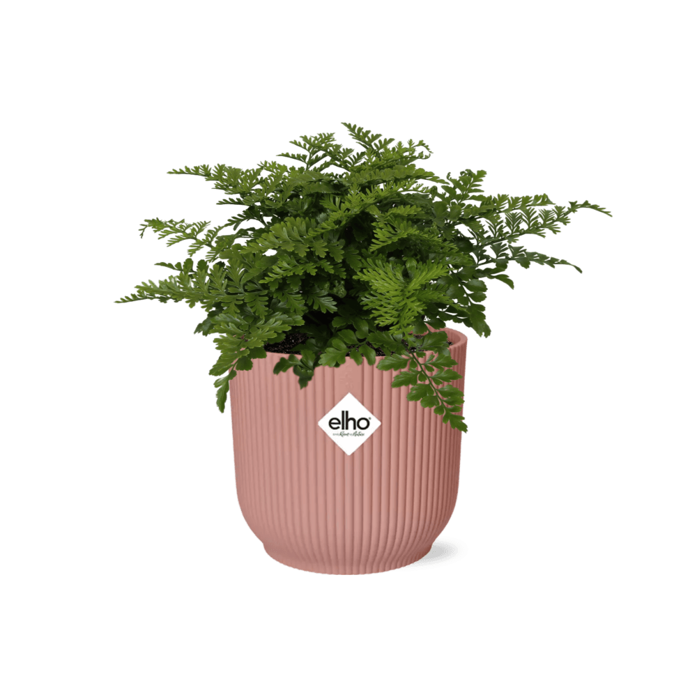 Asplenium parvati in elho vibes fold 14cm roze - plantes d'intérieur
