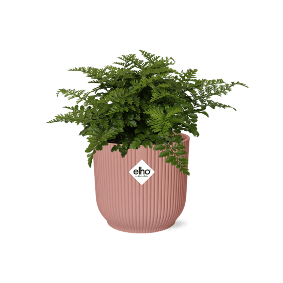 Asplenium parvati in elho vibes fold 14cm roze - plantes d'intérieur
