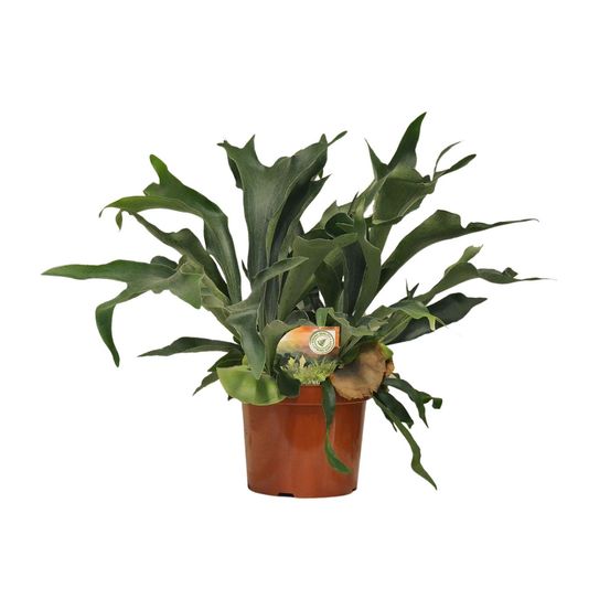 Platycerium bifurcatum - ø26cm - ↕80cm - plantes d'intérieur