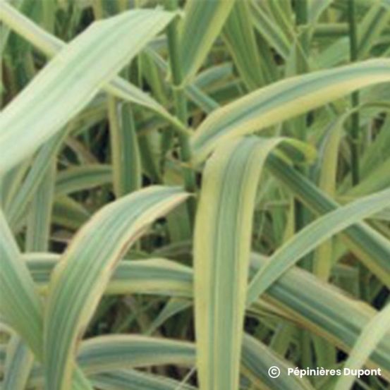 Canne de provence 'aureovariegata' (arundo donax 'aureovariegata')