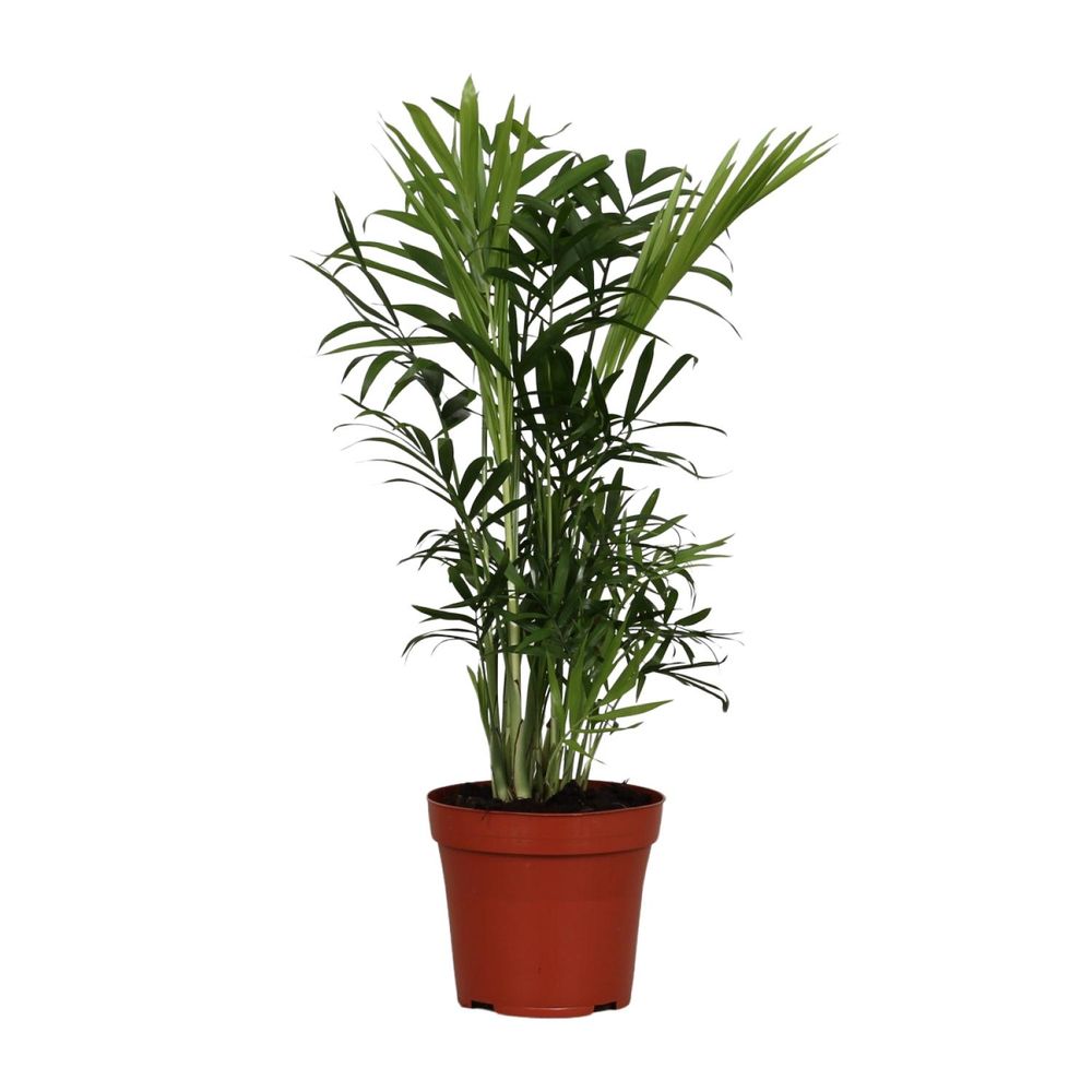 Chamaedorea elegans - ø12cm - ↕40cm - plantes d'intérieur