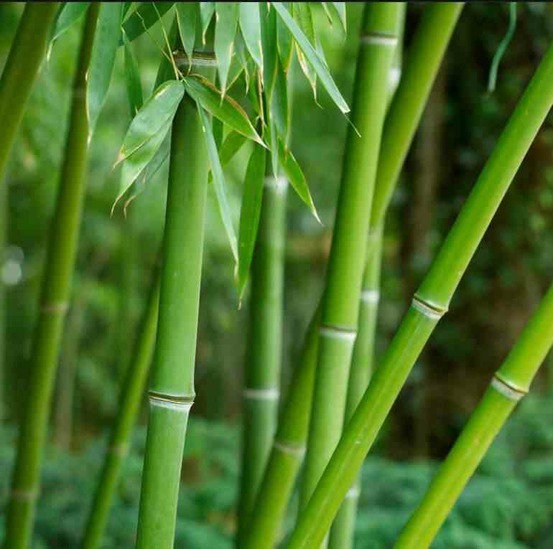Phyllostachys bissetii pot de 10l - 90/100cm