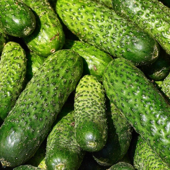 Graines de cornichon vert petit de paris - vilmorin sachet