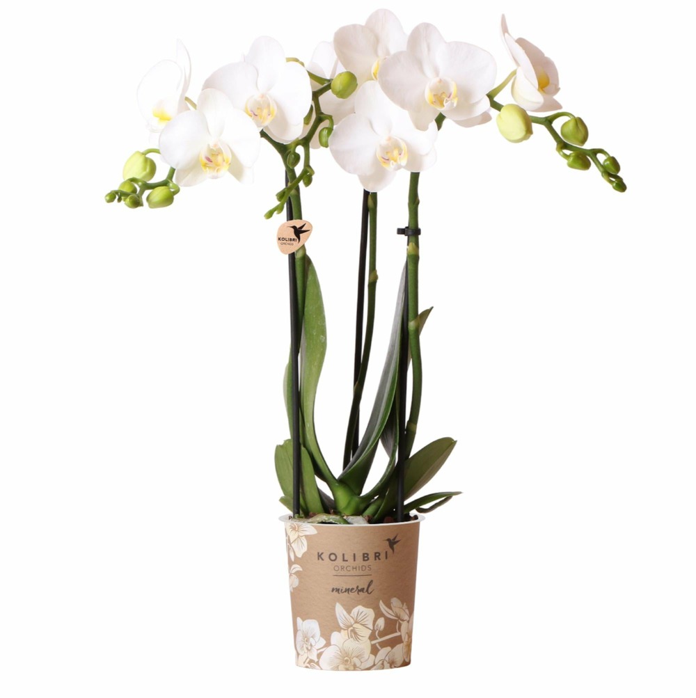 Orchidée blanche et son cache-pot - h35cm, ø9cm 35cm - plante d'intérieur