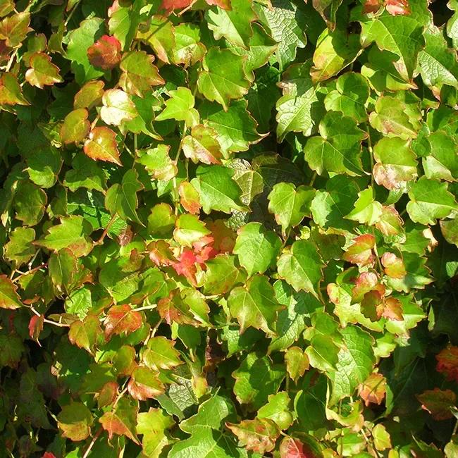 Vigne vierge à petites feuilles 'minutifolia' - parthenocissus tricuspidata 3l