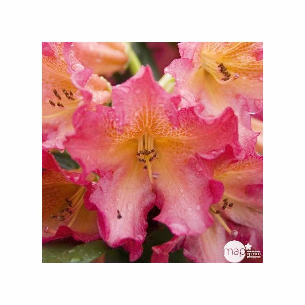 Rhododendron x 'golden gate' : 15 litres (rose à gorge orange)